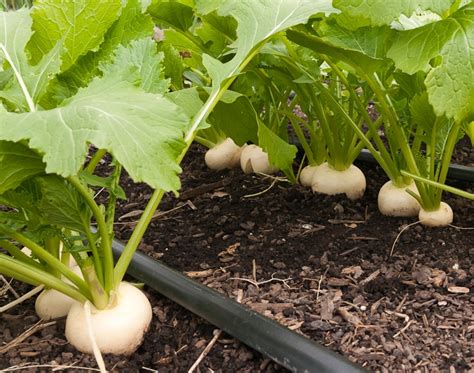 turnips-growing - Gardening Soul