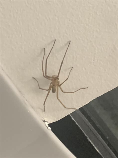 Brown recluse? North Carolina : r/spiders