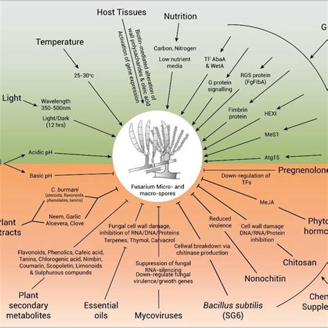 Factors affecting induction and inhibition of sporulation. | Download ...