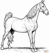 Realistic Horse coloring pages To Download And Print For Free sketch template