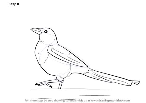 Learn How to Draw a Magpie (Birds) Step by Step : Drawing Tutorials