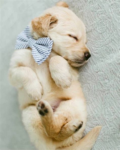 Cute Sleeping Golden Retriever Puppies