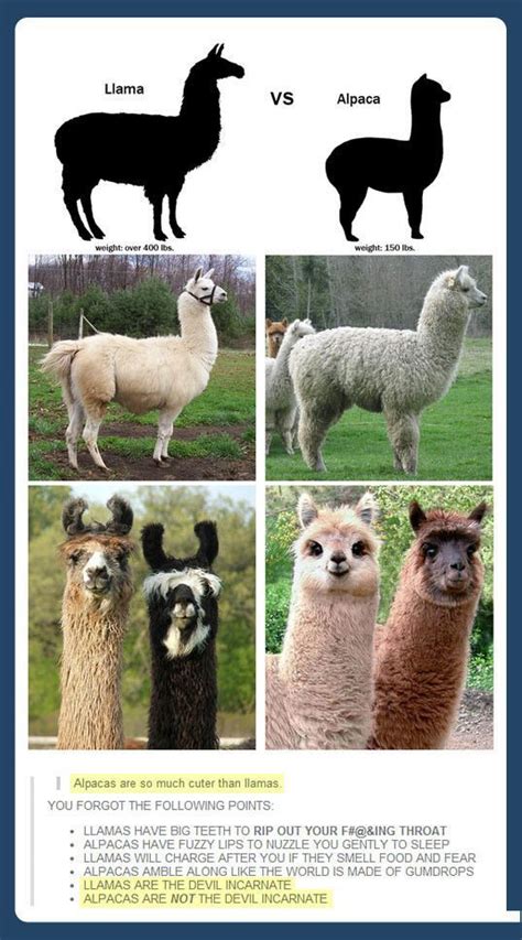 Llama vs. Alpaca | Cute animals, Cute funny animals, Funny animals