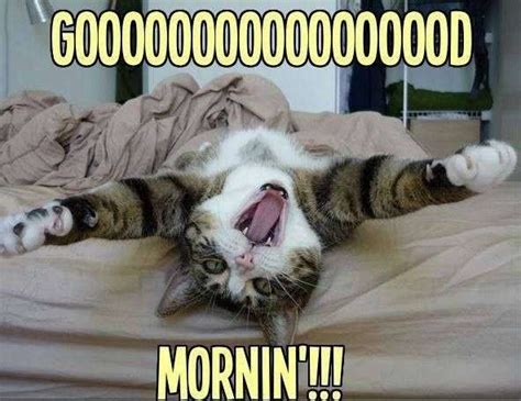 Goodmorning with cat - funny | goodmorningpics.com