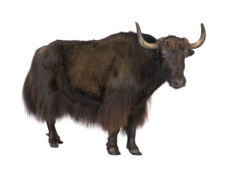 Yak Sikkim Animals Name : Yak Sikkim Animals Name Unforgettable Yak ...