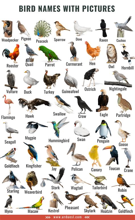 A to Z Bird Names List in English with Pictures - Download in Pdf