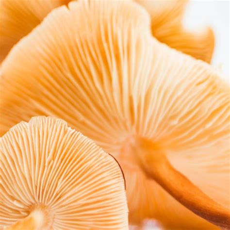 How Beta Glucans In Mushrooms Can Supercharge Your Health!