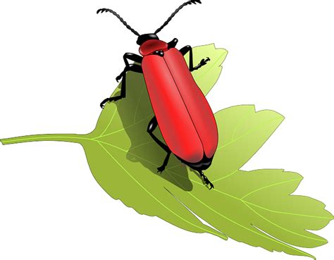 Download Beetle, Insect, Animal. Royalty-Free Vector Graphic - Pixabay