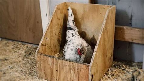 Ultimate Guide to Chicken Nesting Box Size