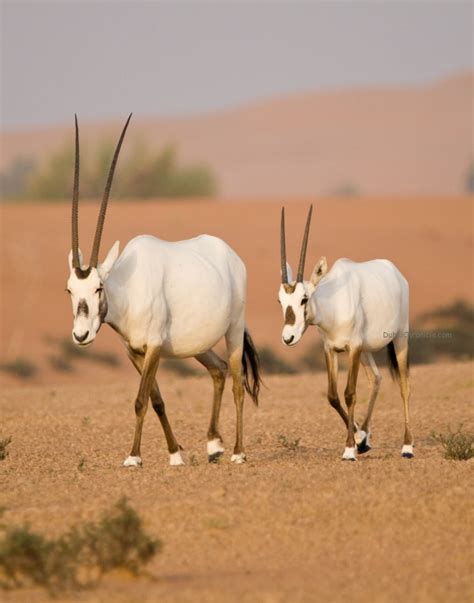 Fascinating Facts about the Arabian Oryx