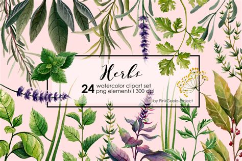 HERBS watercolor clip art set ~ Graphics ~ Creative Market