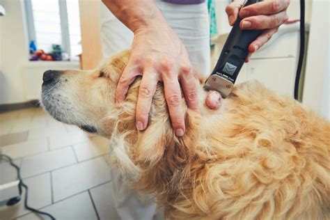 Black Skin Tag On Dogs: What is it and Should You Get it Removed?