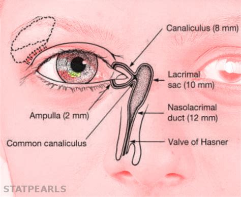 Anatomy, Head and Neck: Eye Lacrimal Duct - StatPearls - NCBI Bookshelf