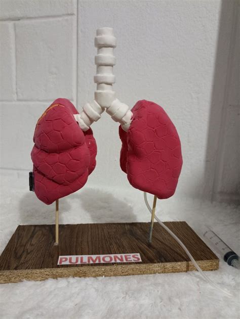 Maqueta de los pulmones estructura externa con funcionamiento en 3D Biology Projects, Clay ...