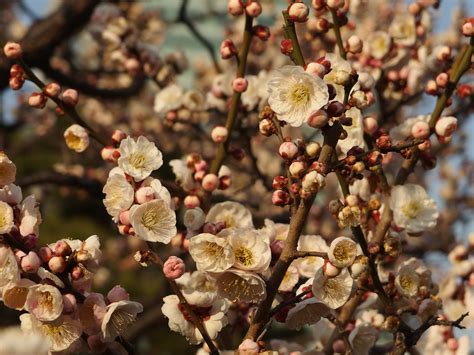 Plum tree in blossom @ Kyu Shiba Rikyu Garden @ Hamamatsuc… | Flickr