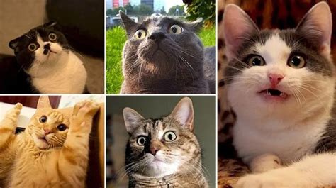 These 11 Confused-Looking Cats Will Make You Smile