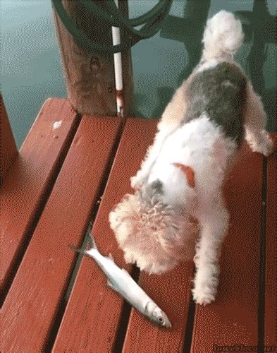 a small dog standing on top of a wooden deck next to a fish toy and knife