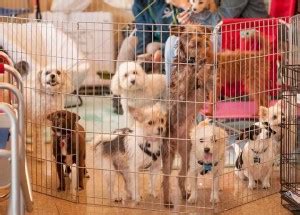 Adoption Events | Pups And Pals