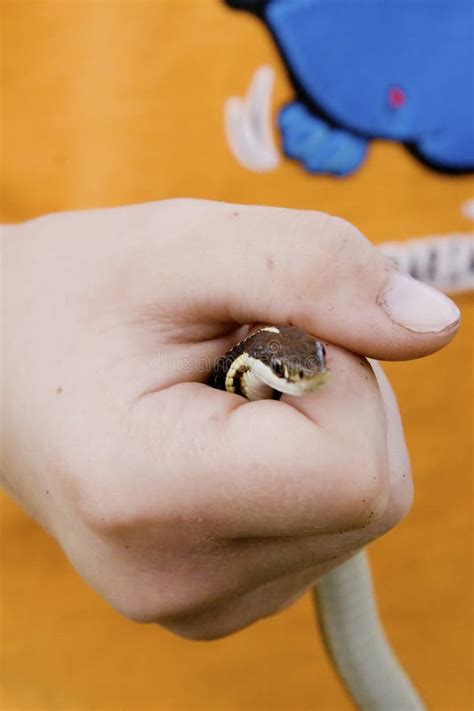 Human hand holding snake stock photo. Image of fist, reptile - 5440176