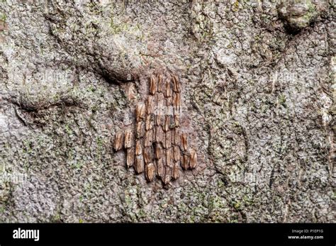 CLOSE UP VIEW OF SPOTTED LANTERNFLY EGGS (LYCORMA DELICATULA) ON TREE OF HEAVEN BARK (AILANTHUS ...