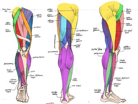 Мои закладки | Leg anatomy, Muscle anatomy, Anatomy