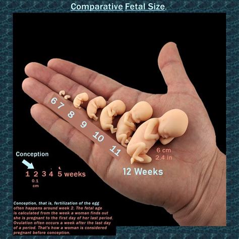 Week by week actual fetal size models. First trimester to week 12. in 2024 | Pregnancy facts ...