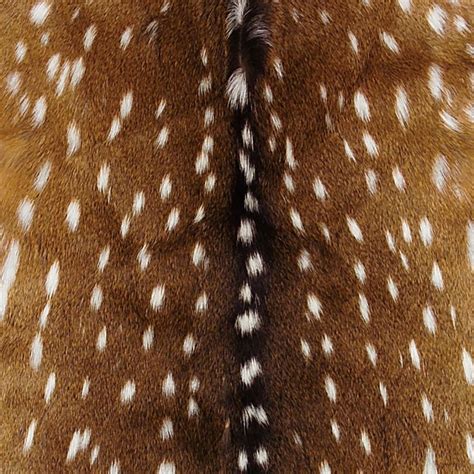 Axis Deer Hide | Deer hide, Animal print background, Deer