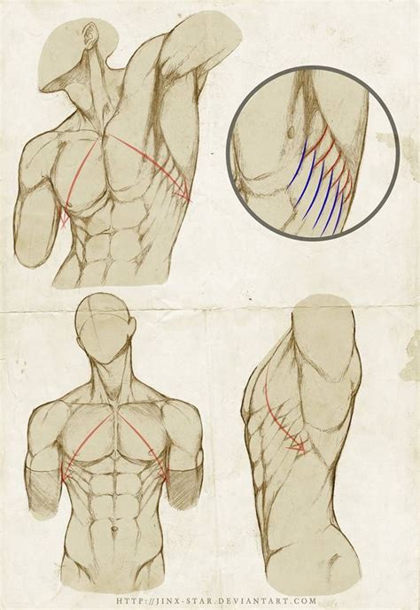 인체/전거근/앞톱니근/외복사근/근육/드로잉/drawing/前鋸筋/Serratus Anterior/External oblique muscle/Rectus abdominis ...