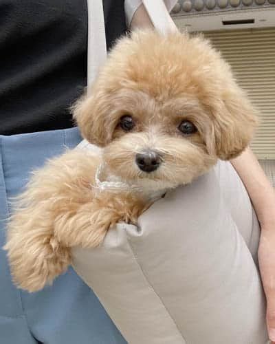 Maltipoo Colors | What Type of Coat Do Maltipoos Have?