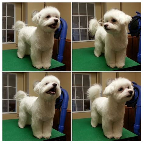 50 Cutest Maltese Haircuts For Your Little Puppy | Maltese dogs ...