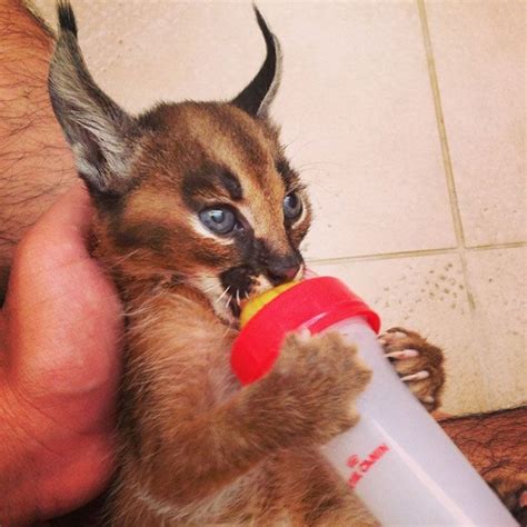 Le caracal, la plus mignonne espèce de chat? - 2Tout2Rien | Caracal cat, Cat species, Gorgeous cats