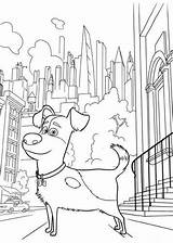 Kids N Funcom  29 coloring Pages Of Secret Life Pets sketch template