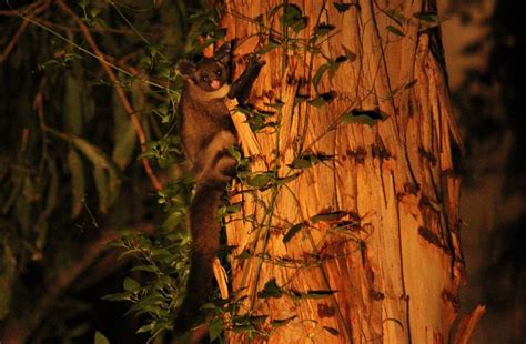 Surveys protect Yellow Bellied Glider habitat - Goongerah Environment Centre