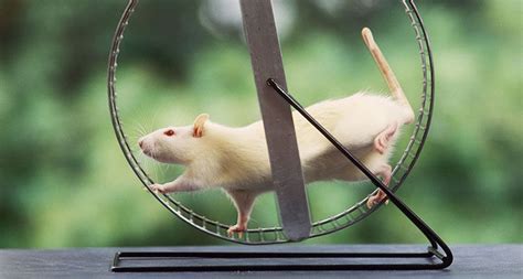 Running doesn’t make rats forgetful | Chuột