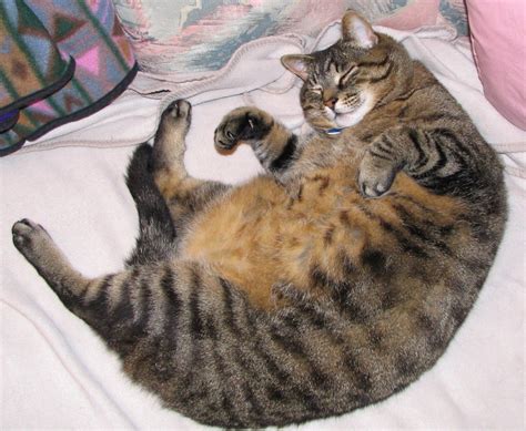 Skunk is a fat cat | My cat is fat. | Jackson Myers | Flickr