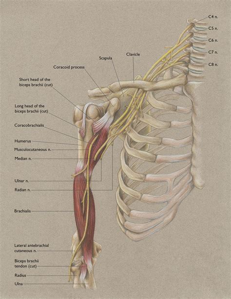 Anterior Shoulder and Musculocutaneous Nerve | Medical anatomy, Human muscle anatomy, Shoulder ...