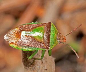 Stink bugs (Pentatomidae) and parent bugs (Acanthosomatidae) of Ontario and adjacent areas: A ...