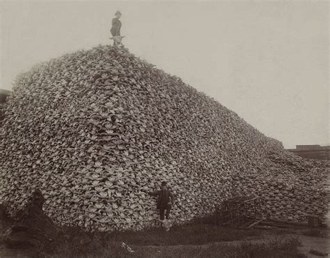 Where the Buffalo No Longer Roamed | History | Smithsonian