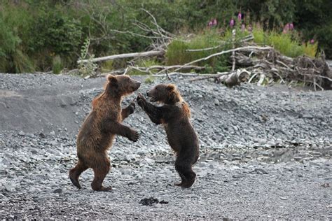 Playful Kodiak bear cubs. Photo by: Amanda Benton #kodiak #alaska #bears | Kodiak bear, Bear ...