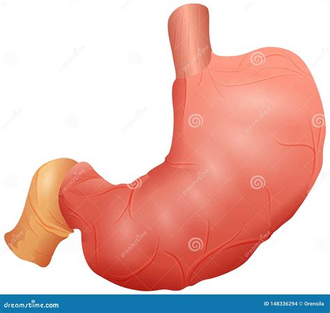 Medical Illustrations Of Abdominal Organs Digestive S - vrogue.co