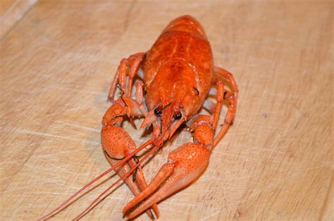 Cancer Boiled Lobster · Free photo on Pixabay