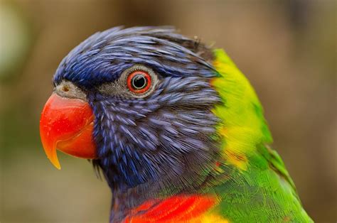 #Colores en un #perico. #fotografía #Naturaleza #Animales Photography Watermark, Close Up ...