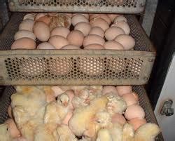 Livestock Kenya - What you need to know when planning for a chicken hatcheries business