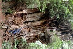 Largest Cedar Tree | The coolest, super large Cedar tree I'V… | Flickr