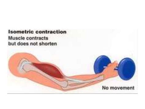 isotonic and isometric