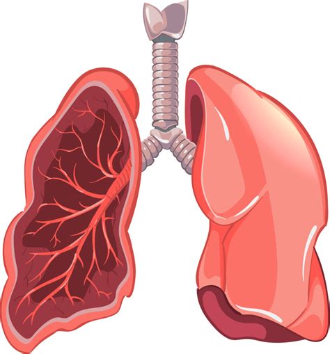 Lungs Png Transparent Image