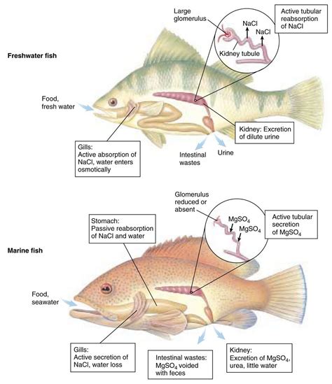 Pin by Nicole Des. on Biology 225 at Concordia!!! | Fish unit, Salt water fish, Freshwater fish