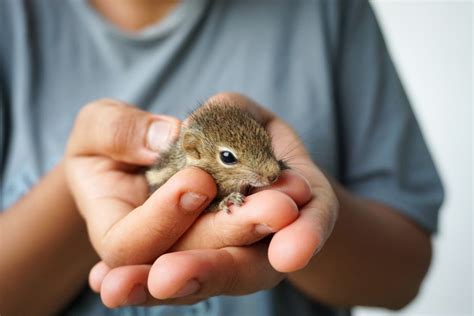 What to Feed Baby Squirrels In Your Backyard (UPDATED) | ThePetsTome