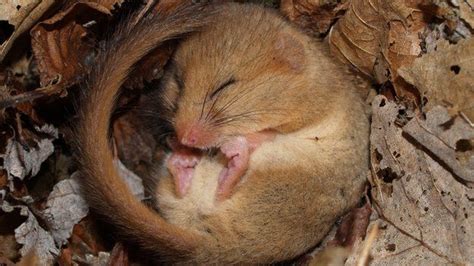 Dormice in Britain 'vulnerable to extinction' - BBC News