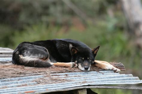 Dingoes do bark: why most dingo facts you think you know are wrong